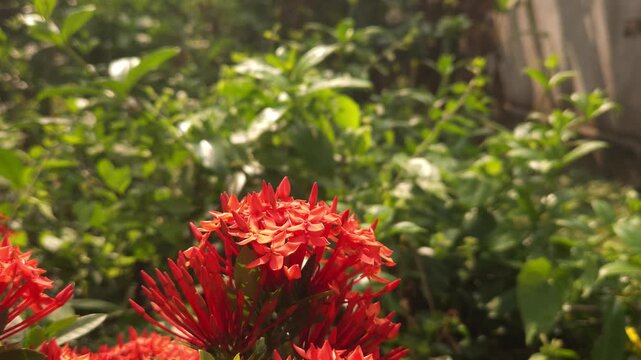 Swallowtail butterfly flying and hovering around vibrant red Ixora flowers in tropical garden. Graceful butterfly flight, nectar foraging, natural pollination behavior in warm sunlight.