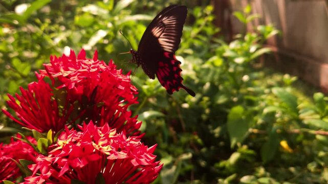 Swallowtail butterfly flying and hovering around vibrant red Ixora flowers in tropical garden. Graceful butterfly flight, nectar foraging, natural pollination behavior in warm sunlight.
