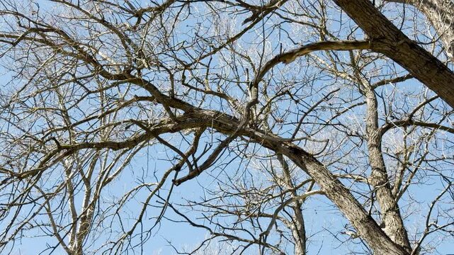 Intricate leafless branches stretch across a bright sky. The scene feels cold yet peaceful and still. The complex network of twigs creates a beautiful, natural pattern against the blue.