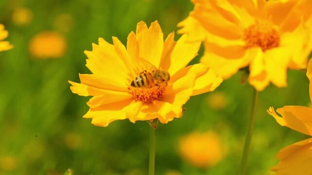 Macro. The honey bee collects pollen from a Lanceleaf Coreopsis flowers. Collects nectar