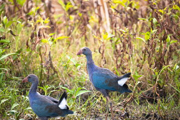 Obraz premium Juvenile Grey-headed Swamphen Walking Through Marshland. A juvenile Grey-headed Swamphen walks through a freshwater swamp, exploring dense wetland vegetation in its natural habitat. 