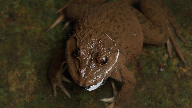 Tropical Frog Face Macro View