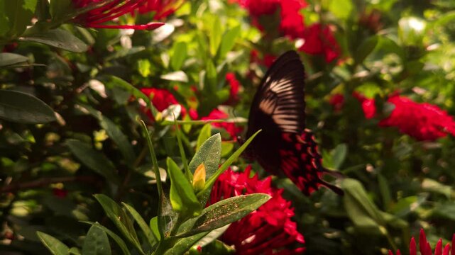 Swallowtail butterfly flying and hovering around vibrant red Ixora flowers in tropical garden. Graceful butterfly flight, nectar foraging, natural pollination behavior in warm sunlight.