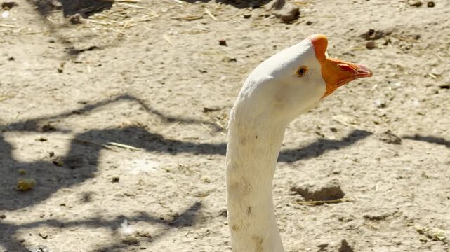 white geese stretch their long necks on the dry ground. They open their orange beaks to call out, filling the farm with a sharp, echoing cackling sound.