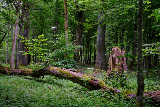 Bialowieza forest primeval woodland decaying fallen tree