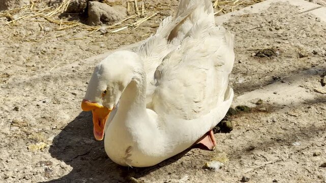A serene white goose sits quietly on the dusty earth. It watches the sunny farmyard with curious eyes. The air fills with the sharp, high-pitched cackling sounds of the vocal bird.