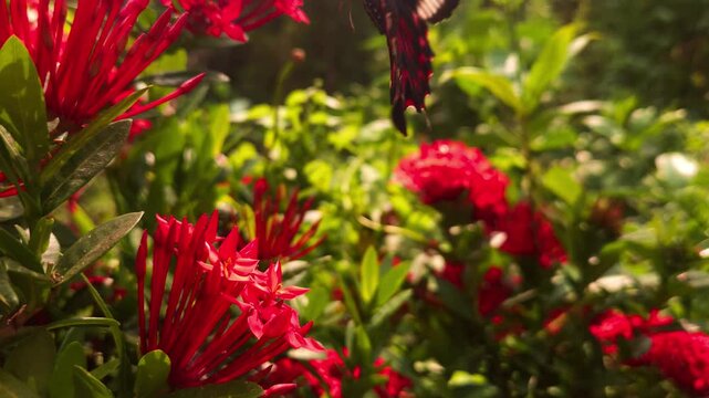Swallowtail butterfly flying and hovering around vibrant red Ixora flowers in tropical garden. Graceful butterfly flight, nectar foraging, natural pollination behavior in warm sunlight.