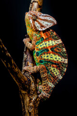 Colorful veiled chameleon clinging to a tree branch against a dark background with chameleon, wildlife ©  SobuzForge
