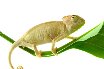 Young chameleon perched on a green leaf against a white background with chameleon background wildlife ©  SobuzForge