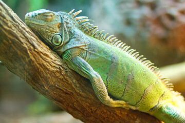 Fototapeta premium Side profile view of a green iguana resting on a wooden branch in a naturalistic habitat with wildlife
