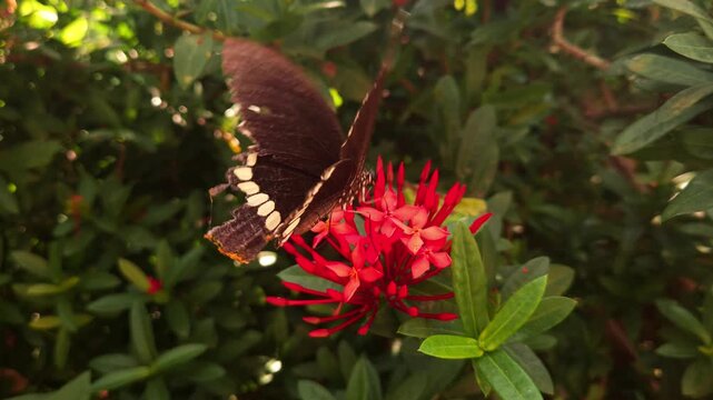 Swallowtail butterfly flying and hovering around vibrant red Ixora flowers in tropical garden. Graceful butterfly flight, nectar foraging, natural pollination behavior in warm sunlight.