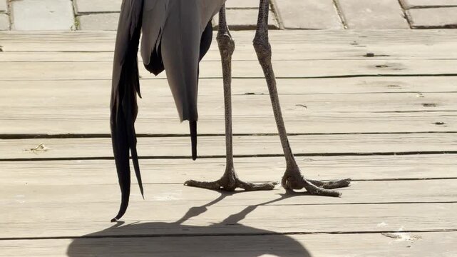 a slender crane stands on a wooden boardwalk. Its claws make a soft scratching sound against the wood. Nearby, birds sing and zoo animals hum in the bright sun.