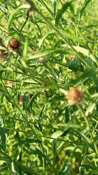 Close-up of a Wasp Perched on Green Wild Plant Stems.A close-up, macro photograph capturing a small wasp (likely a paper wasp or yellowjacket) with distinct black and yellow stripes, climbing and perc