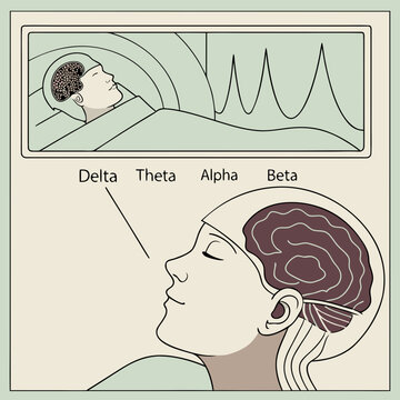 Brain wave states illustration depicting delta theta alpha and beta cycles with neurology