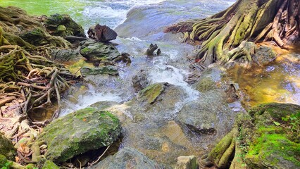 Fresh Waterfall Stream Flowing Through Rocks and Massive Tree Roots in Mixed Deciduous Forest © beelaa