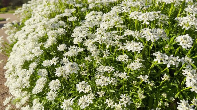 A vibrant bed of white candytuft flowers blooms profusely over a low carpet of green foliage. The bright, cheerful display evokes a refreshing and joyful feeling of a sunny spring afternoon.