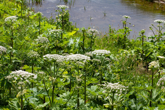 Thickets of flowering hogweed on the riverbank (Latin: Heracl&eacute;um).