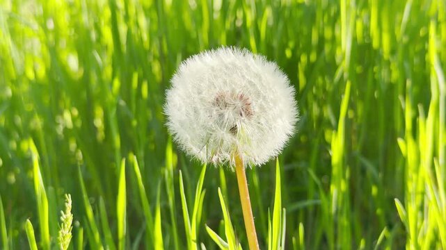 A soft, white dandelion clock sits peacefully among tall blades of grass. The lush green meadow evokes a sense of calm and fresh spring warmth.