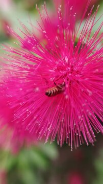 Close-up of a vibrant red Calliandra haematocephala flower, also known as a powder puff flower, surrounded by green leaves