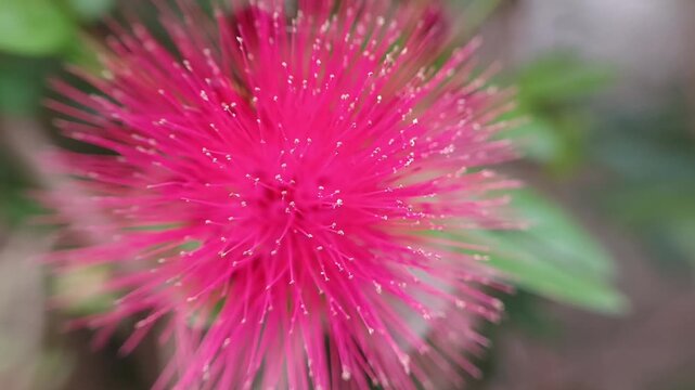 Natural close-up of a bright red Calliandra haematocephala flower, highlighting its unique texture and vibrant color against lush green leaves.