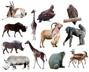 Naklejka premium Collage of african savannah wild animals isolated on white background with animal kingdom savannah wildlife