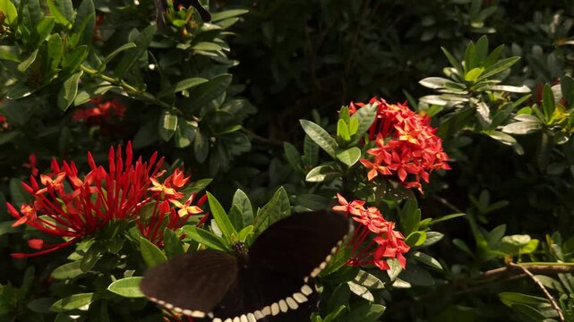 Two swallowtail butterflies flying and hovering around vibrant red Ixora flowers in tropical garden. Graceful butterfly flight, nectar foraging, natural pollination behavior in warm sunlight.