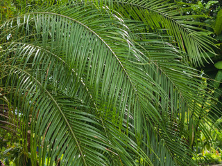 Naklejka premium green palm leaf texture in a park