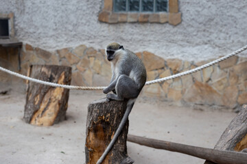 A close-up shot of a small green monkey (Chlorocebus) sitting thoughtfully on a weathered wooden tree stump. The background features a stone wall of its enclosure, providing a naturalistic setting.  © TVIT