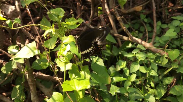 Swallowtail butterfly flying and hovering