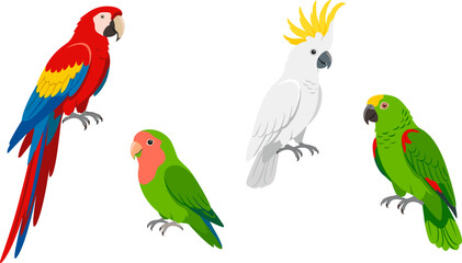 Tropical Parrot Vector Character Set Featuring Scarlet Macaw Sulphur Crested Cockatoo Peach Faced Lovebird and Amazon Parrot Exotic Bird Wildlife Illustrations © Borsha