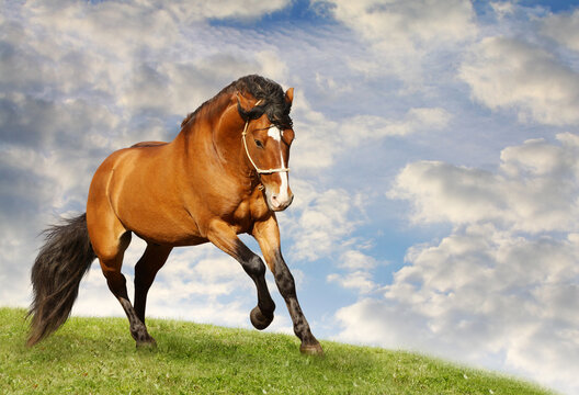 Bay horse trotting on green pasture against cloudy blue sky with trotting stallion movement equestrian