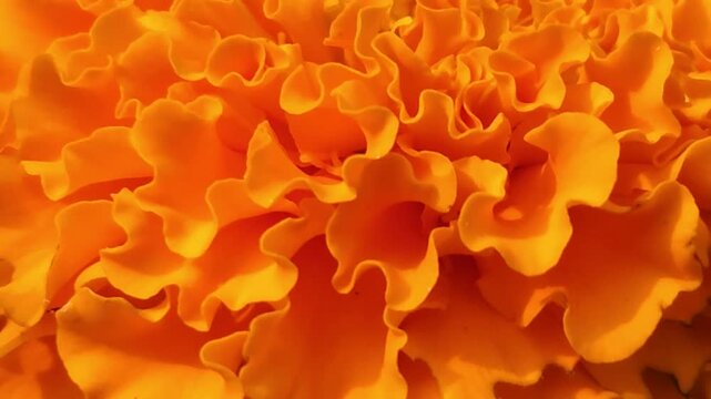 Extreme Macro Close Up of Orange Marigold Flower Tagetes erecta, Vibrant Ruffled Petals, Floral Texture Background, Garden Blossom, Nature Beauty, 4K Cinematic Stock Footage
