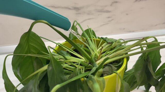 Horizontal close up shot of a person using a green watering can to pour water on a wilted peace lily inside a lime green plastic pot on a marble table. High quality 4k footage