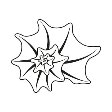 Minimalist Outline Vector Illustration of a Star Shell