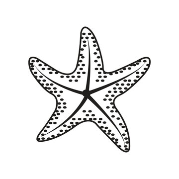 Minimalist Outline Vector Illustration of a Star Shell