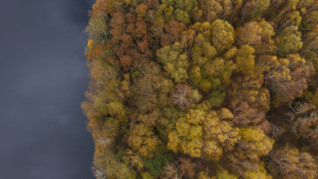 Aerial view of vibrant autumn foliage along a dark riverbank with dense deciduous trees showing shades of orange, yellow, and brown in Portugal.