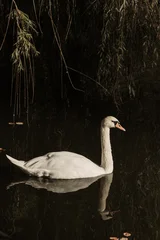 White beautiful adult white swan on water © dashabelozerova