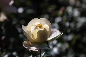 Pale yellow blooming rose in morning garden © dashabelozerova