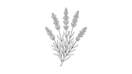 Fototapeta premium Lavender Flower Botanical Vector Illustration, Floral Herb Plant Branch Nature Design Element