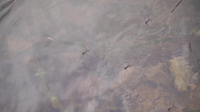 Close-up shot of a water strider insect floating on the surface of a clear river stream, showcasing the natural physics phenomenon of water surface tension.