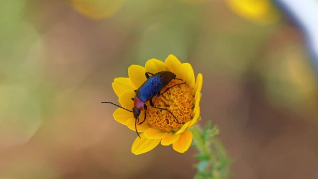 escarabajo de antenas largas en una flor