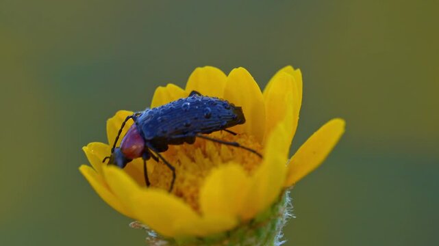 escarabajo de antenas largas en una flor