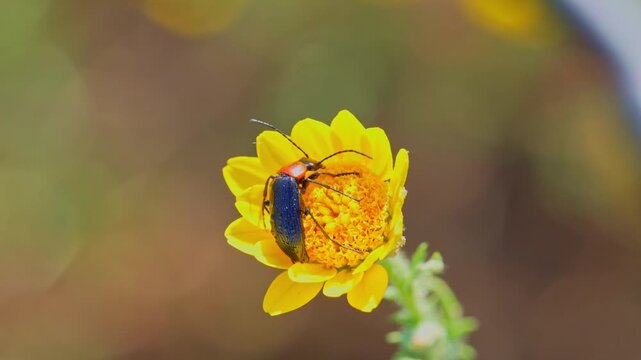 escarabajo de antenas largas en una flor