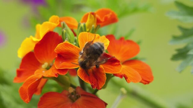 Bumblebee pollinating vibrant orange flowers in a garden