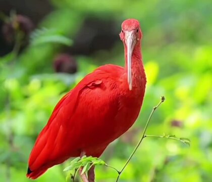 scarlet ibis glows with vivid red feather 