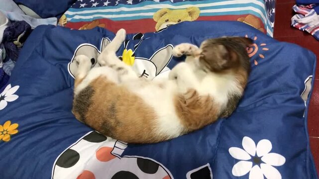 A calico cat is curled up and sleeping on a blue blanket with cartoon characters.