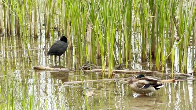 A duck and a coot rest in shallow water surrounded by green reeds. The scene feels calm and serene. Sunlight reflects off the peaceful pond in the natural marsh.
