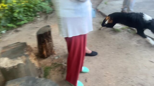 Black dog exploring a residential outdoor area near a person. Pet lifestyle, domestic animal behavior, companionship, everyday life and neighborhood environment concept.
