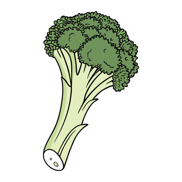 Fresh broccoli vegetable detailed vector illustration for vegan diet healthy lifestyle and food market