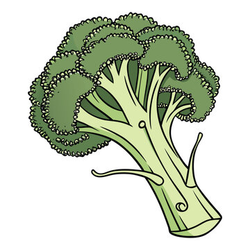 Broccoli vegetable vector illustration with modern flat design for healthy lifestyle and cooking projects
